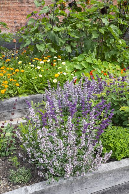 7 Mosquito Repellent Plants To Grow Easily In Your Backyard Livingetc   7weRRVGGjkcZ6EbJfccsaJ 415 80 