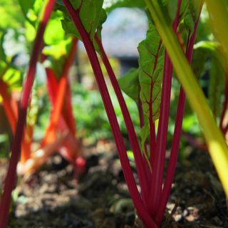 Close up of rainbow Swiss chard growing in vegetable garden