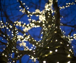 Looking up the trunk of a tree wrapped in lights at night