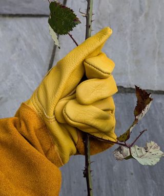 Thornproof gardening gloves holding spikey brambles