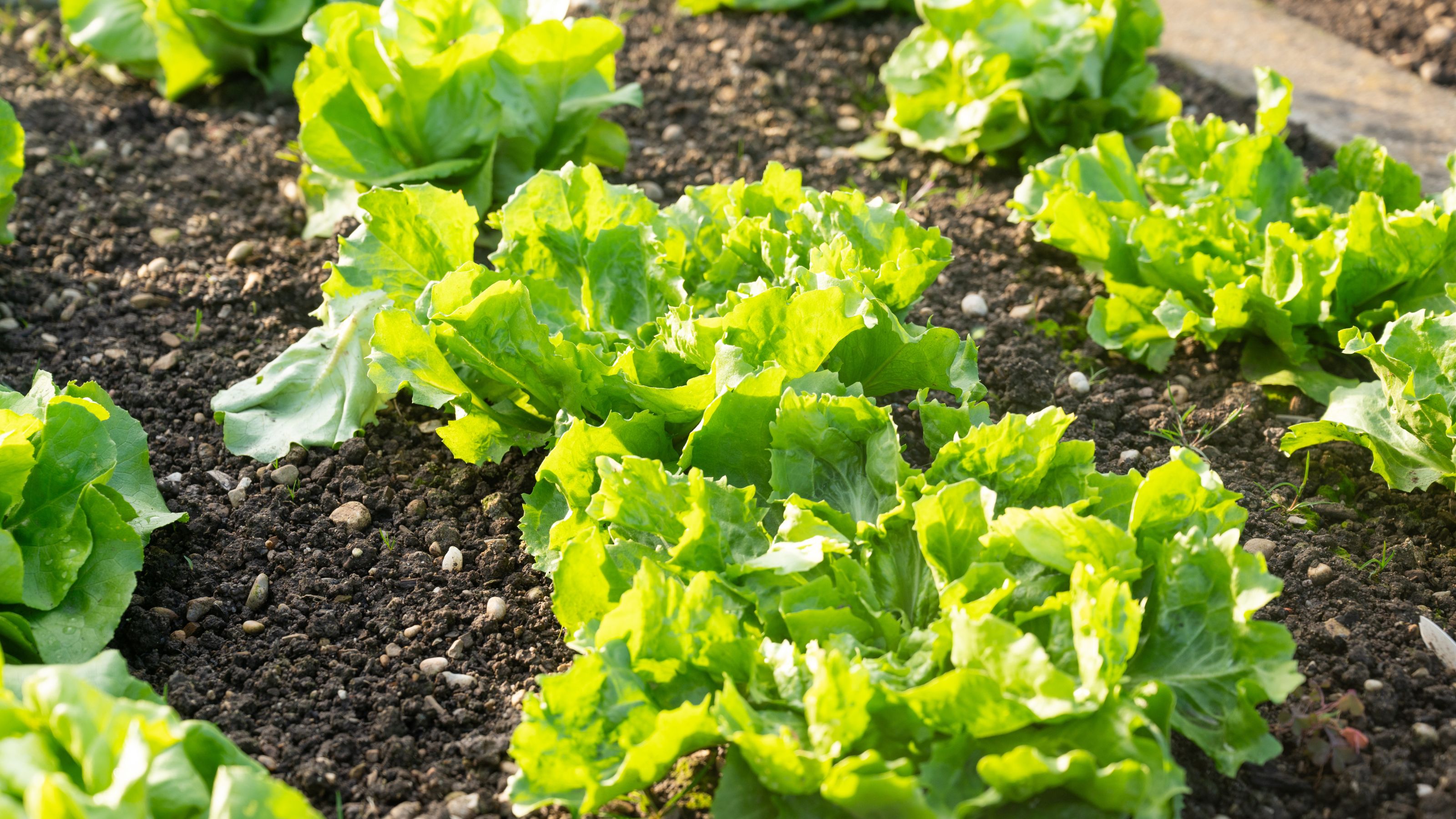 Lettuce plants growing in garden