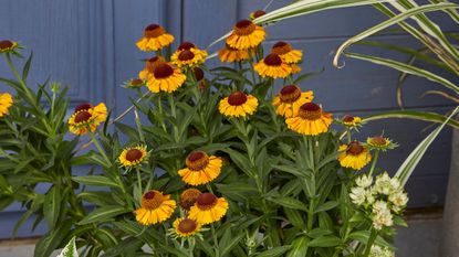 Yellow rudbeckia plants turning to seed with green foliage