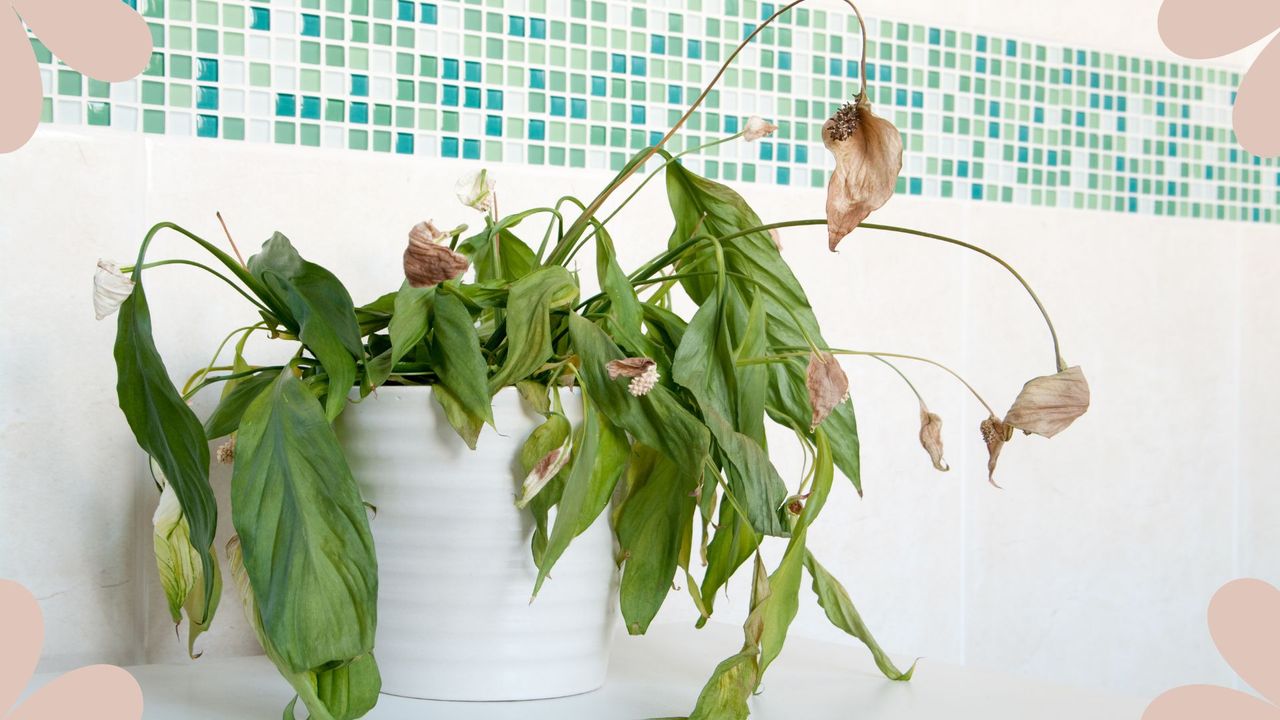  picture of peace lily dead in a bathroom