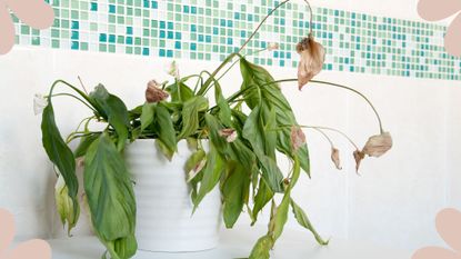  picture of peace lily in a bathroom to ask why is my peace lily dying
