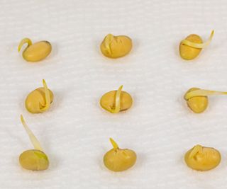 Testing the germination of soybeans on a damp paper towel