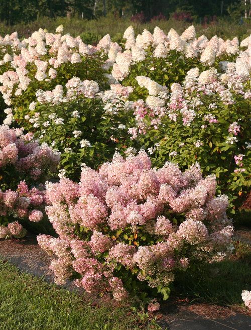 Hydrangeas Not Blooming? Here's Why | Homes & Gardens