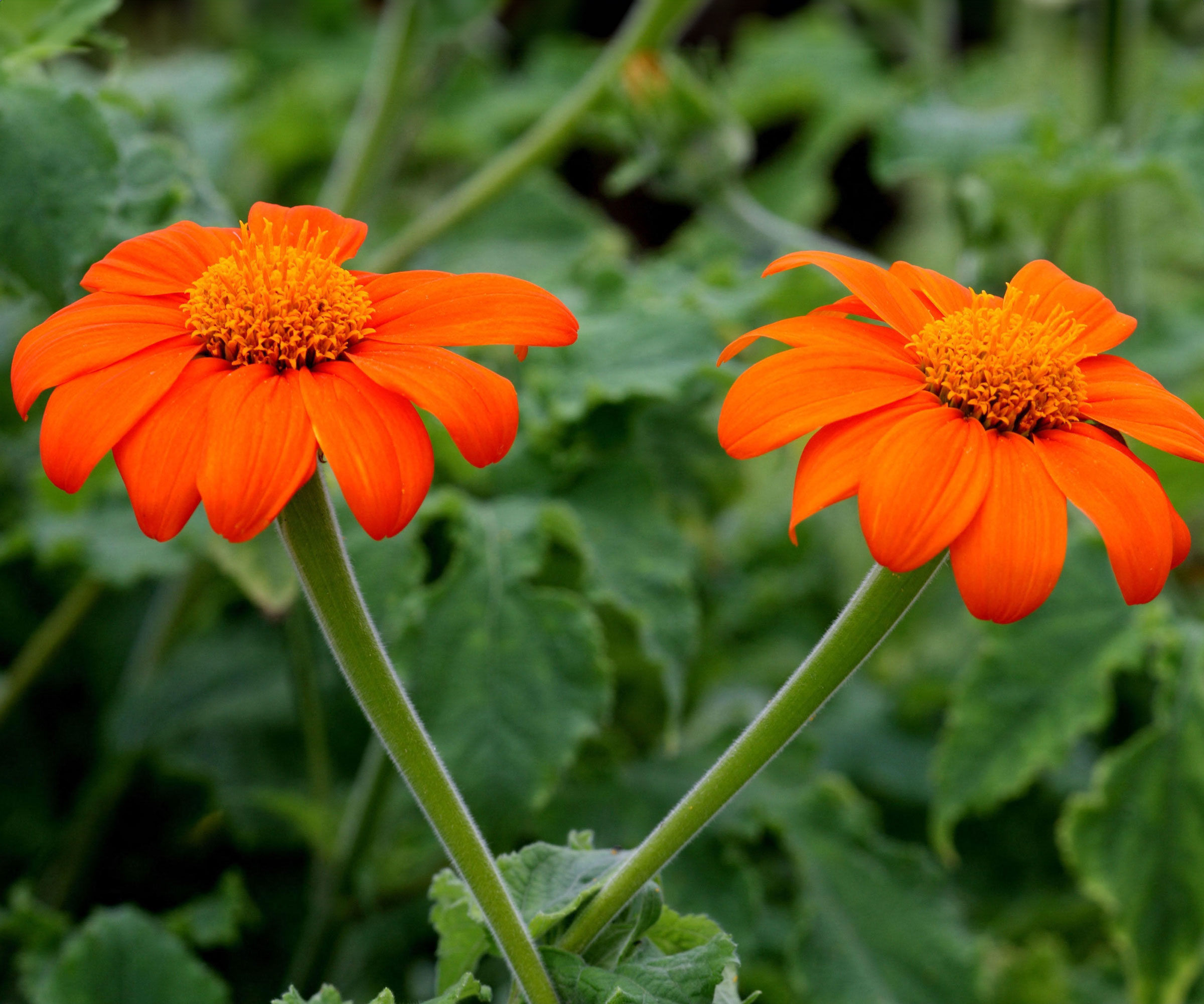 Mexican sunflowers with bright orange flower heads