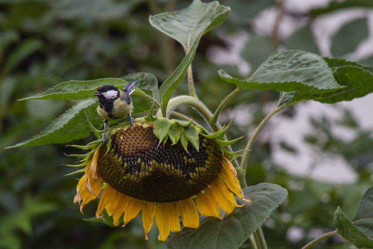 Vintage Cardinals Flying Around Sunflowers You Are My Sunshine