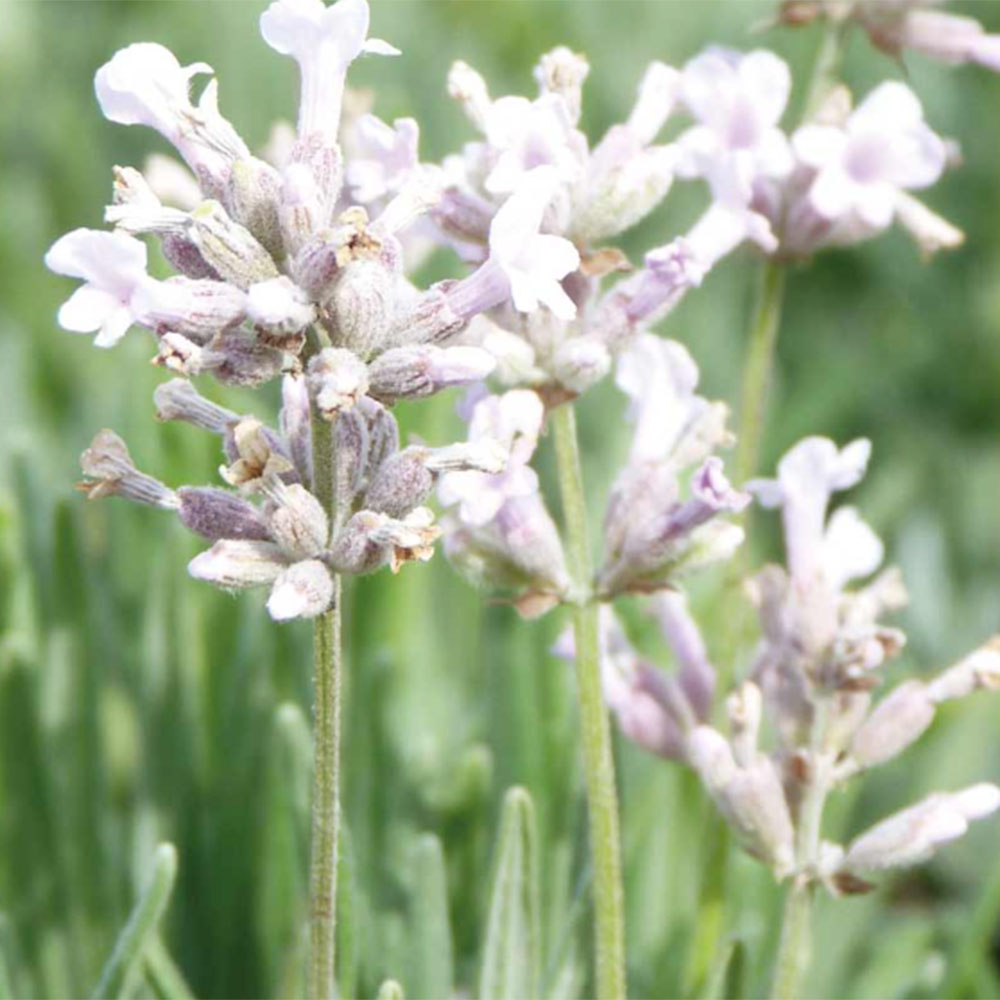 pink flowers of lavender 'Rosea'