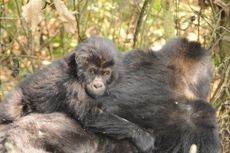 An infant Grauer's gorilla rides on an adult gorilla's back.