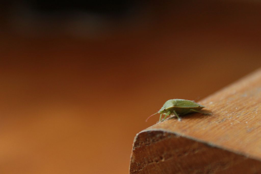 how-to-get-rid-of-stink-bugs-with-dish-soap-a-vinegar-spray-and-more