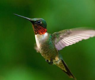 Ruby-throated hummingbird in flight