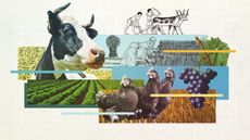 Illustration of domestic livestock, crops and farmers