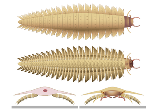 An illustration shows a top and underside view of Arthropleura, and a reconstruction of its head seen from the front. 