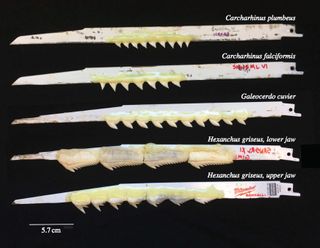 The different shark-tooth saws.