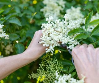 Hands taking cuttings from a viburnum bush