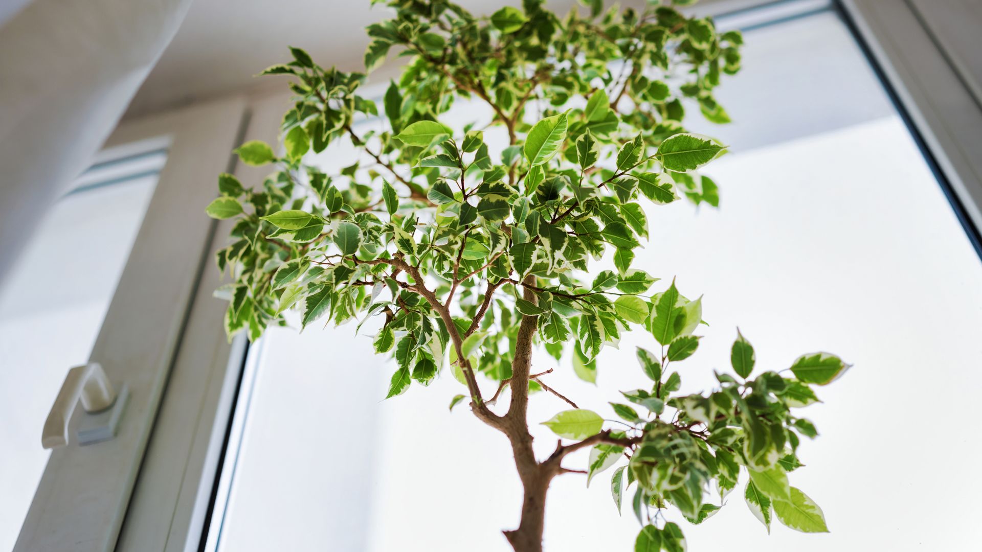 4 Small Ornamental Trees to Grow Indoors for a Mini Forest | Gardening ...