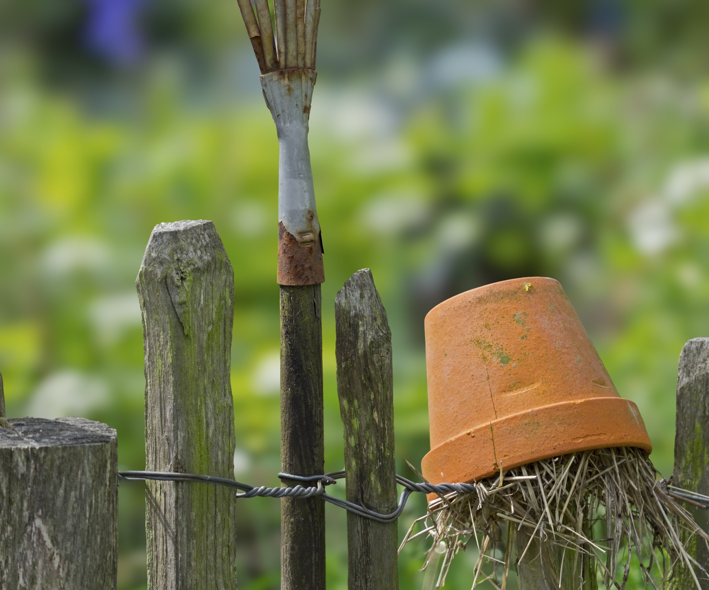 Terracotta pot filled with straw in a veg garden, to use as an earwig trap