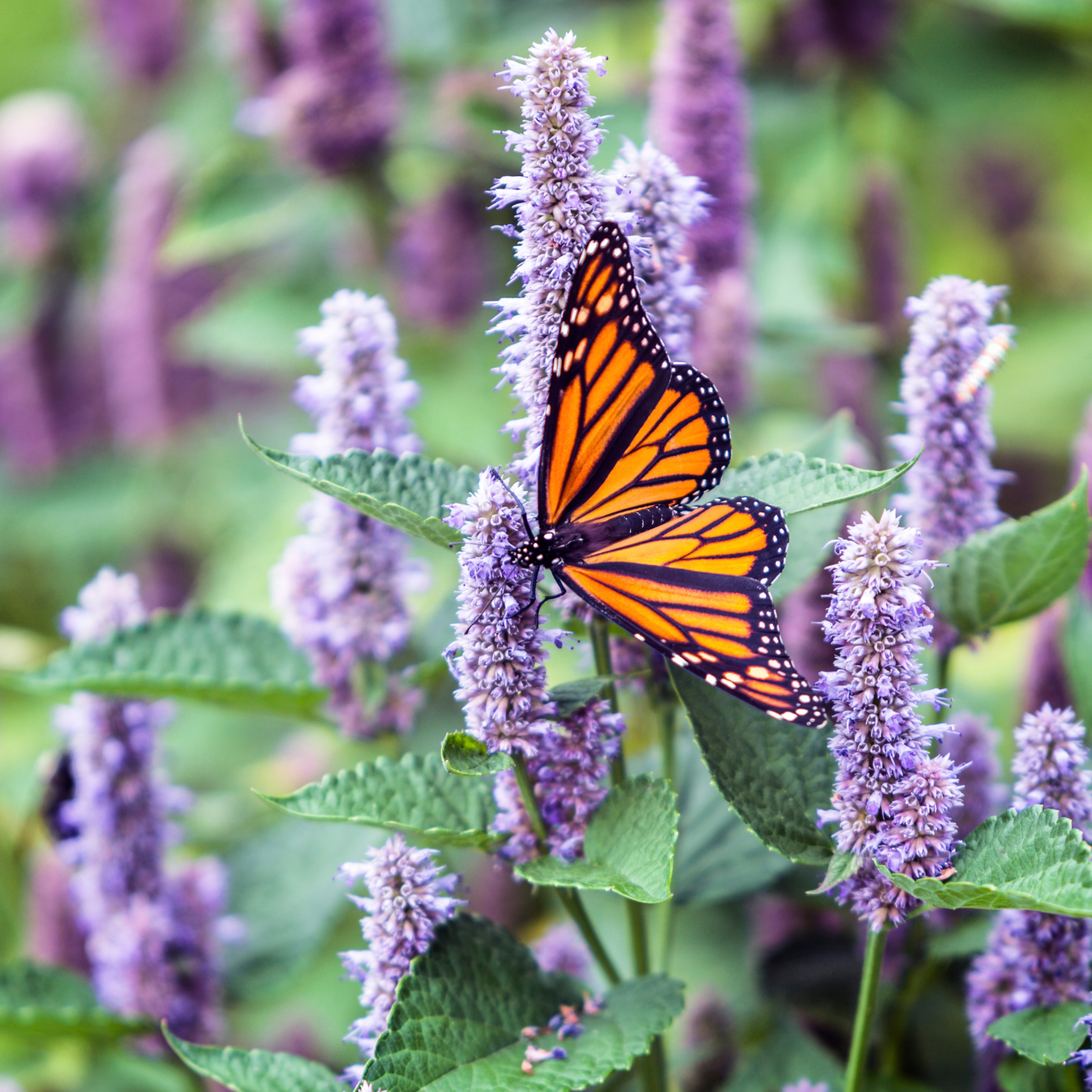 Anise hyssop and monarch butterfly