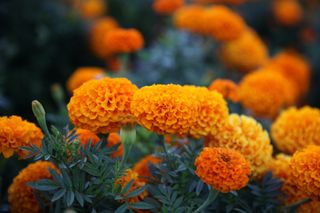 marigolds growing in a garden