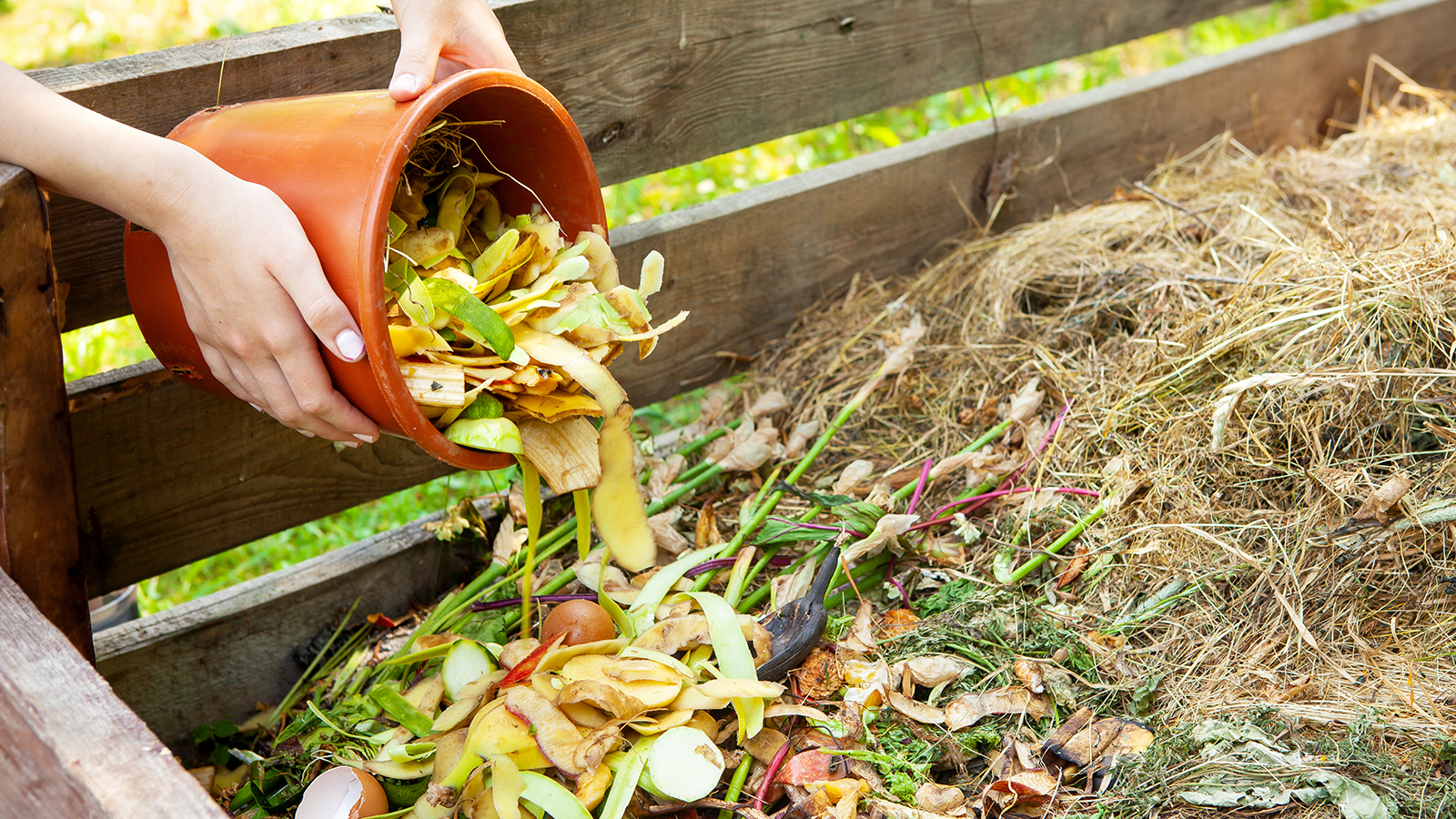 Gardener adds food scraps to the compost pile