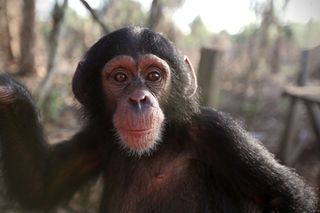 Baby Chimp Rescue