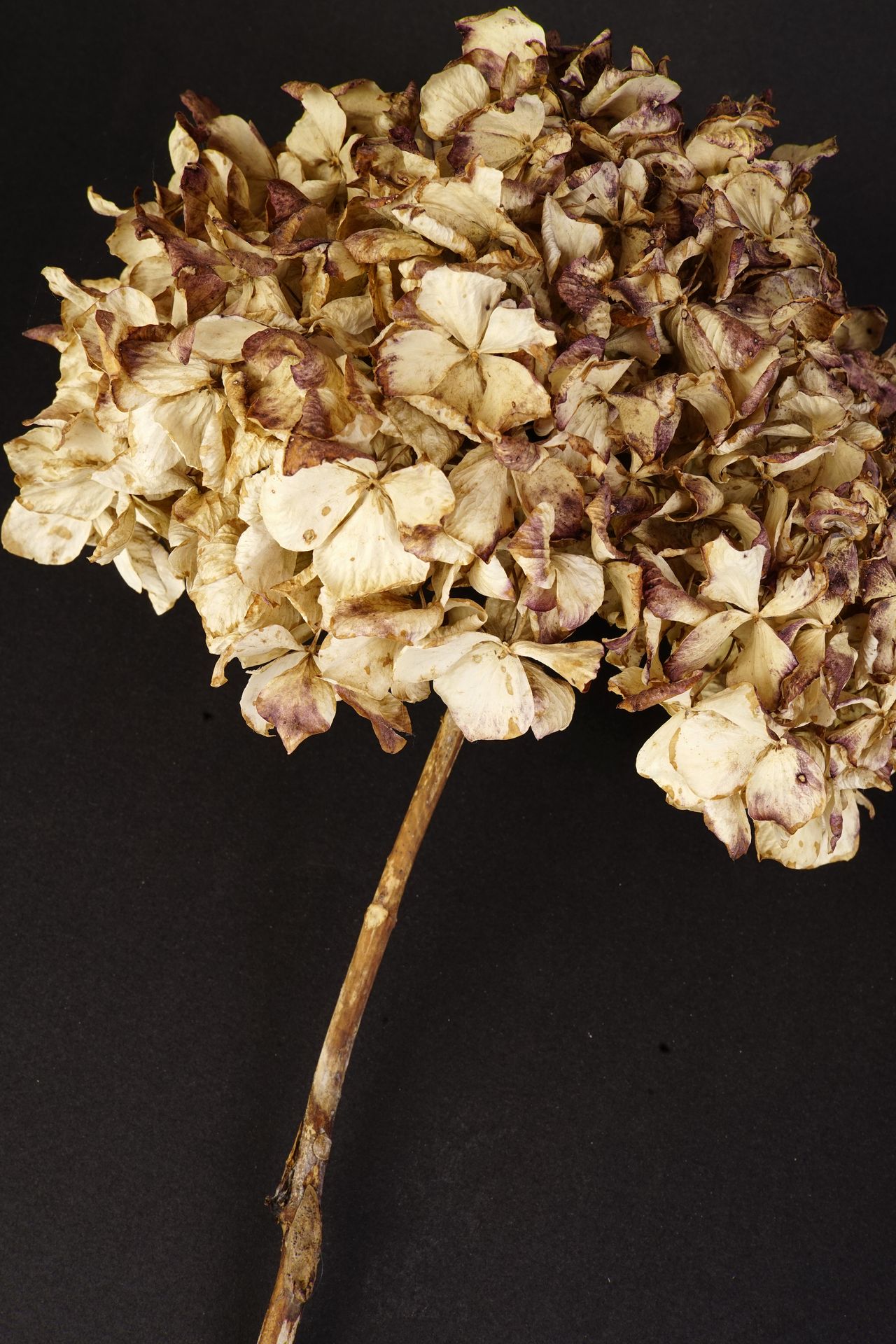 Still life of dried hydrangeas