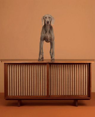 A dog stand on wooden table