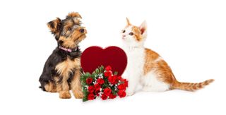 Dog and cat on white background with red heart and red roses