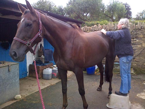 Denman-back.jpg