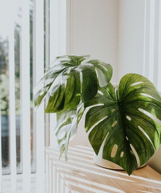 A window with white blinds hanging from it and a dark green monstera plant in front of it