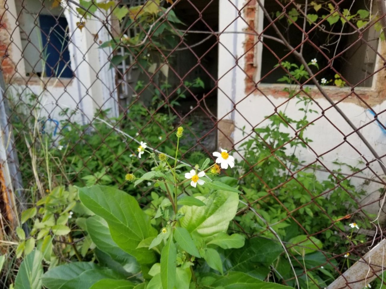 White Flowering Spanish Needle Weeds