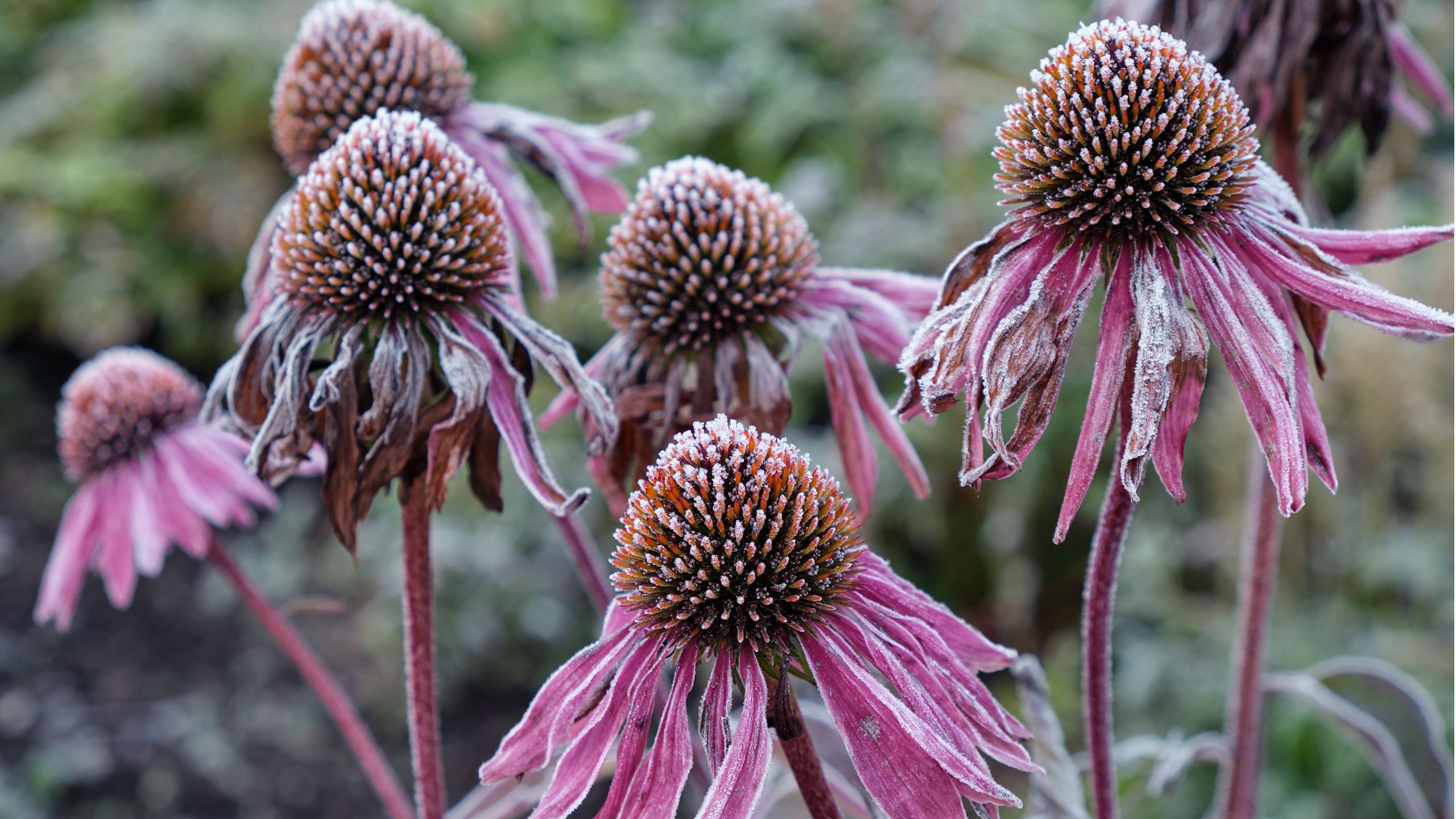 5 Things Your Coneflowers Need in October – Do This Before Frost to Help Flowers Return Stronger Next Year