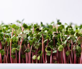 A tray of radish microgreens growing