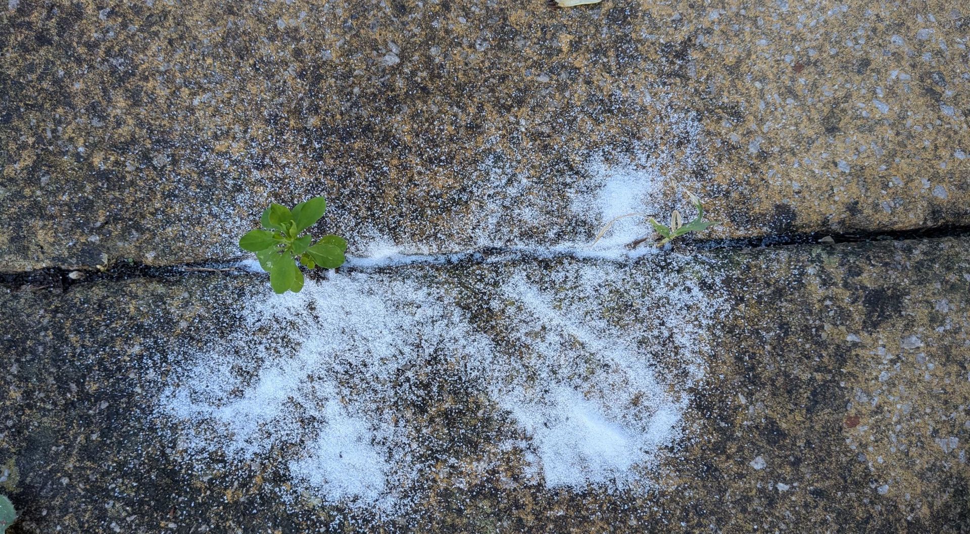 Baking soda on weeds