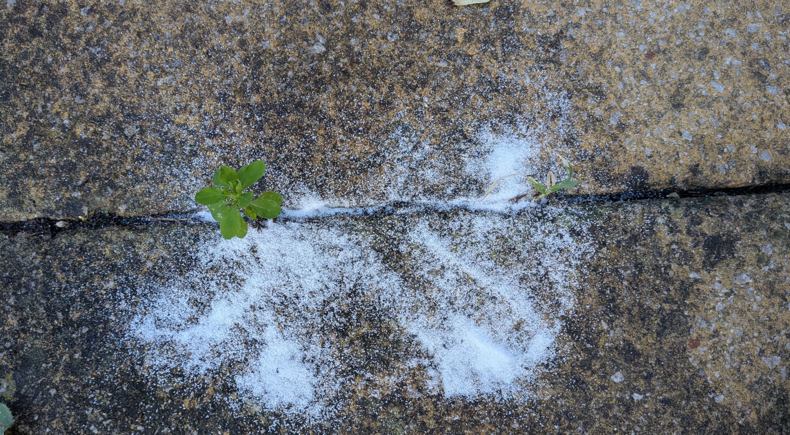 Baking soda on weeds