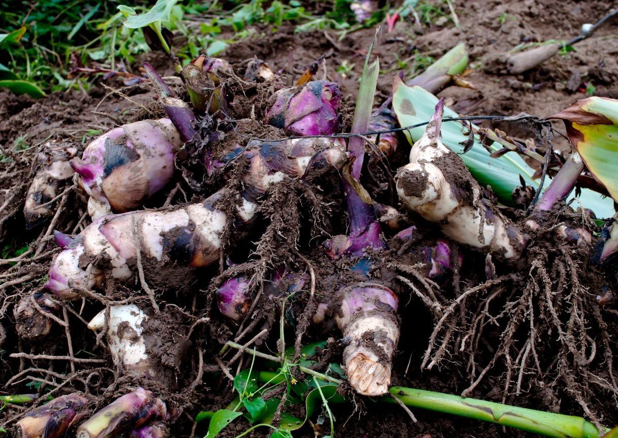 Uprooted Canna Lily Plants