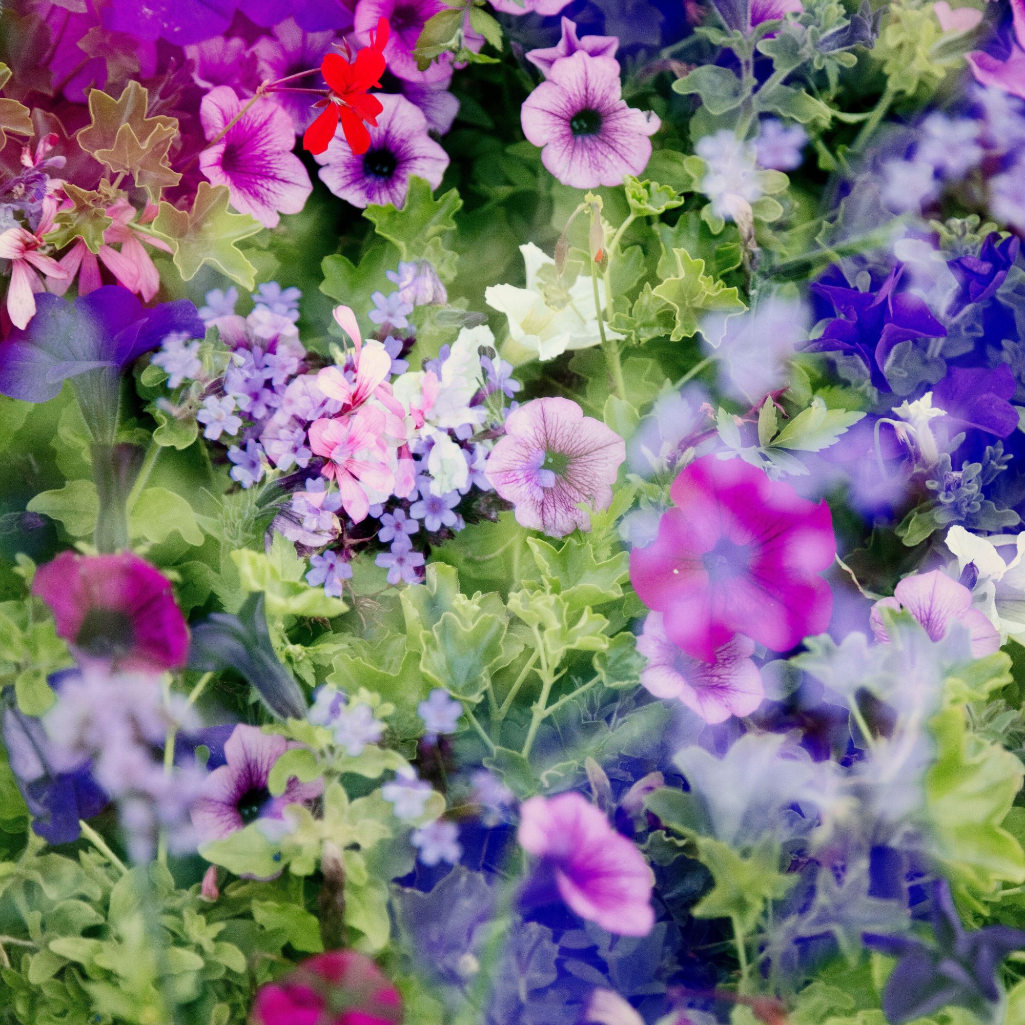 petunias and verbena