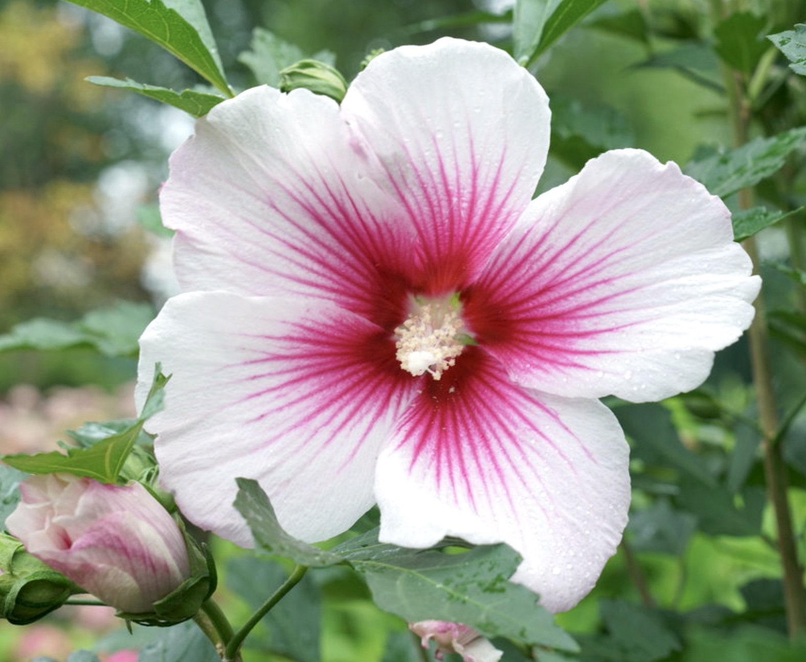 pink rose of sharon flower