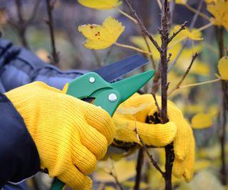 Pruning a redcurrant bush with pruning shears