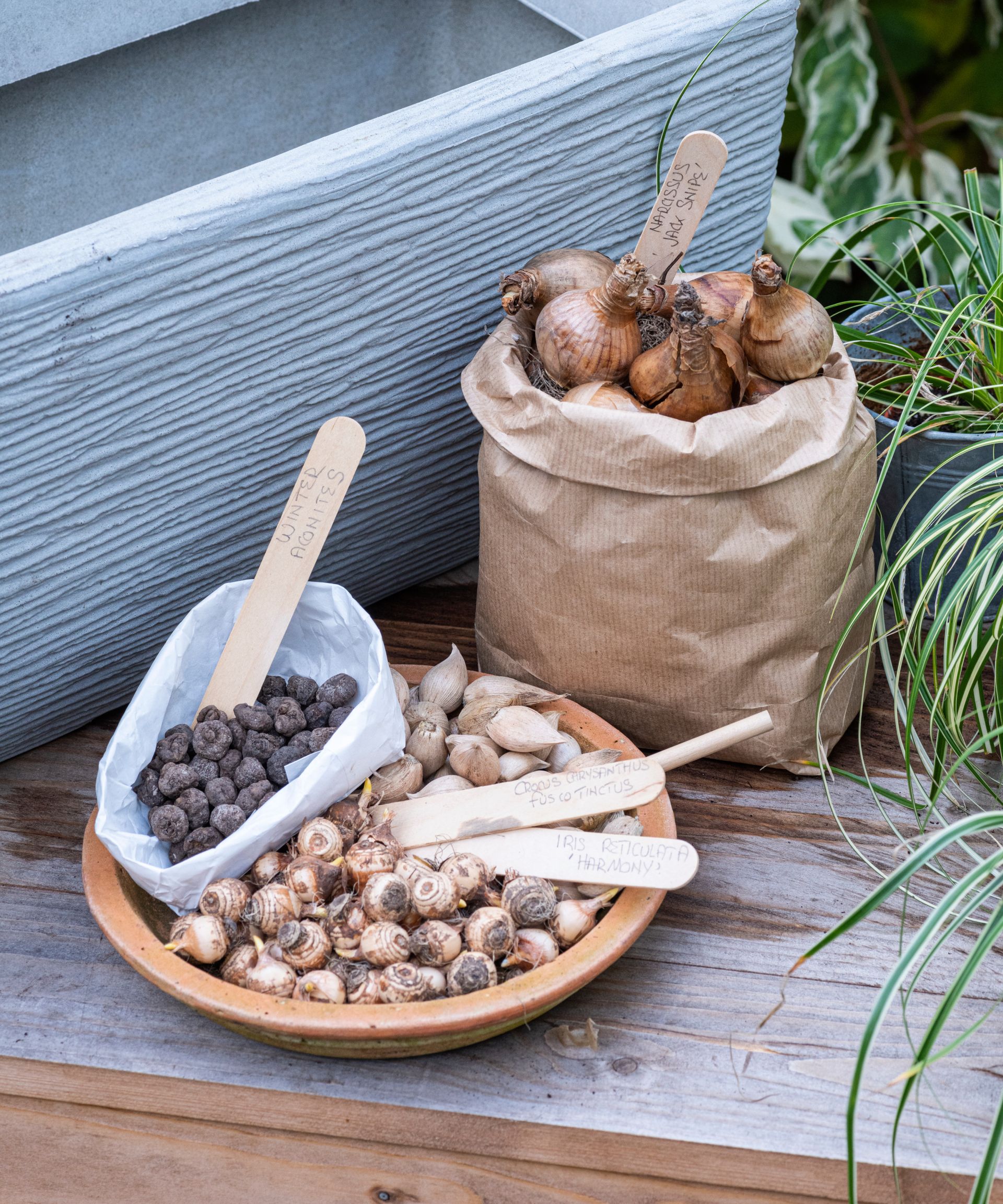 Planting Containers with Winter / Spring Bulbs, winter aconites, Crocus fuscotinctus, Iris reticulata ‘Harmony’ and Narcissus ‘Sweetness'.