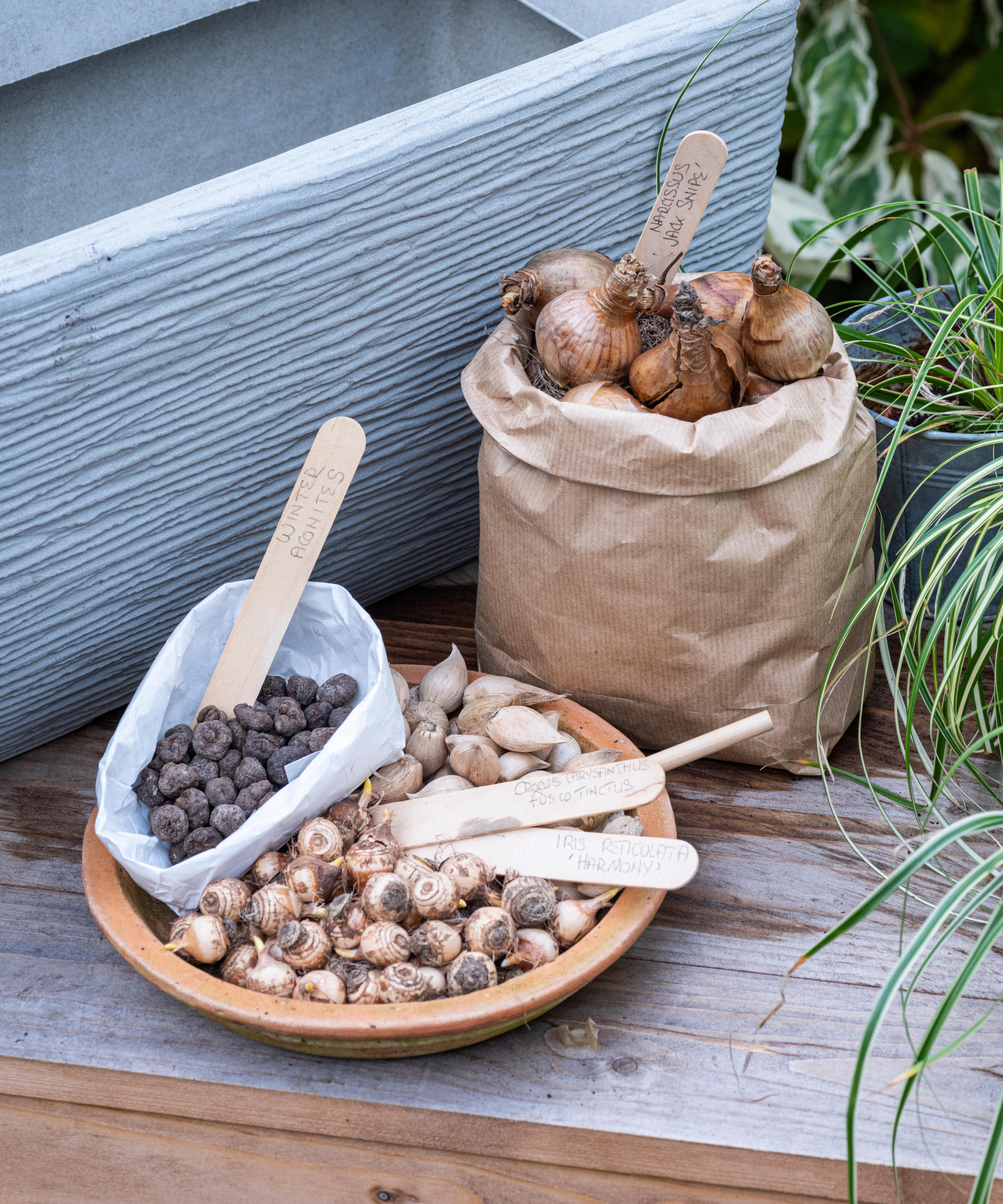Planting Containers with Winter / Spring Bulbs, winter aconites, Crocus fuscotinctus, Iris reticulata &amp;lsquo;Harmony&amp;rsquo; and Narcissus &amp;lsquo;Sweetness'.