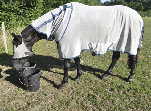 fly-rug-mask.jpg