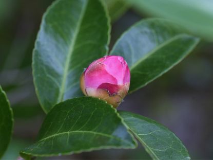 A pink camellia flower bud on a shrub
