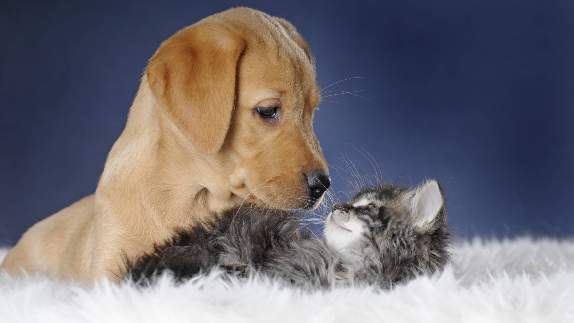 dogs and cats in love