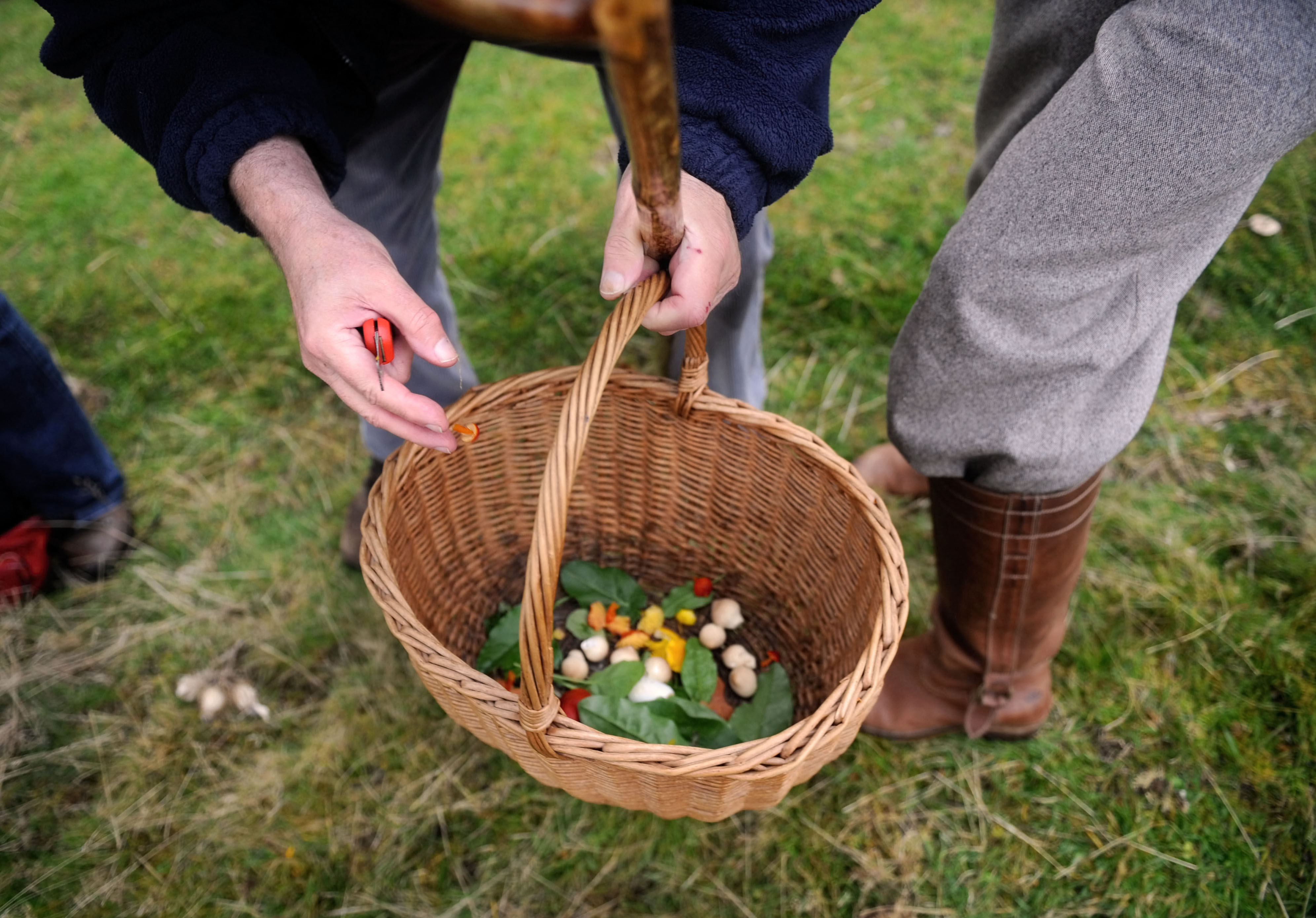 Foraging