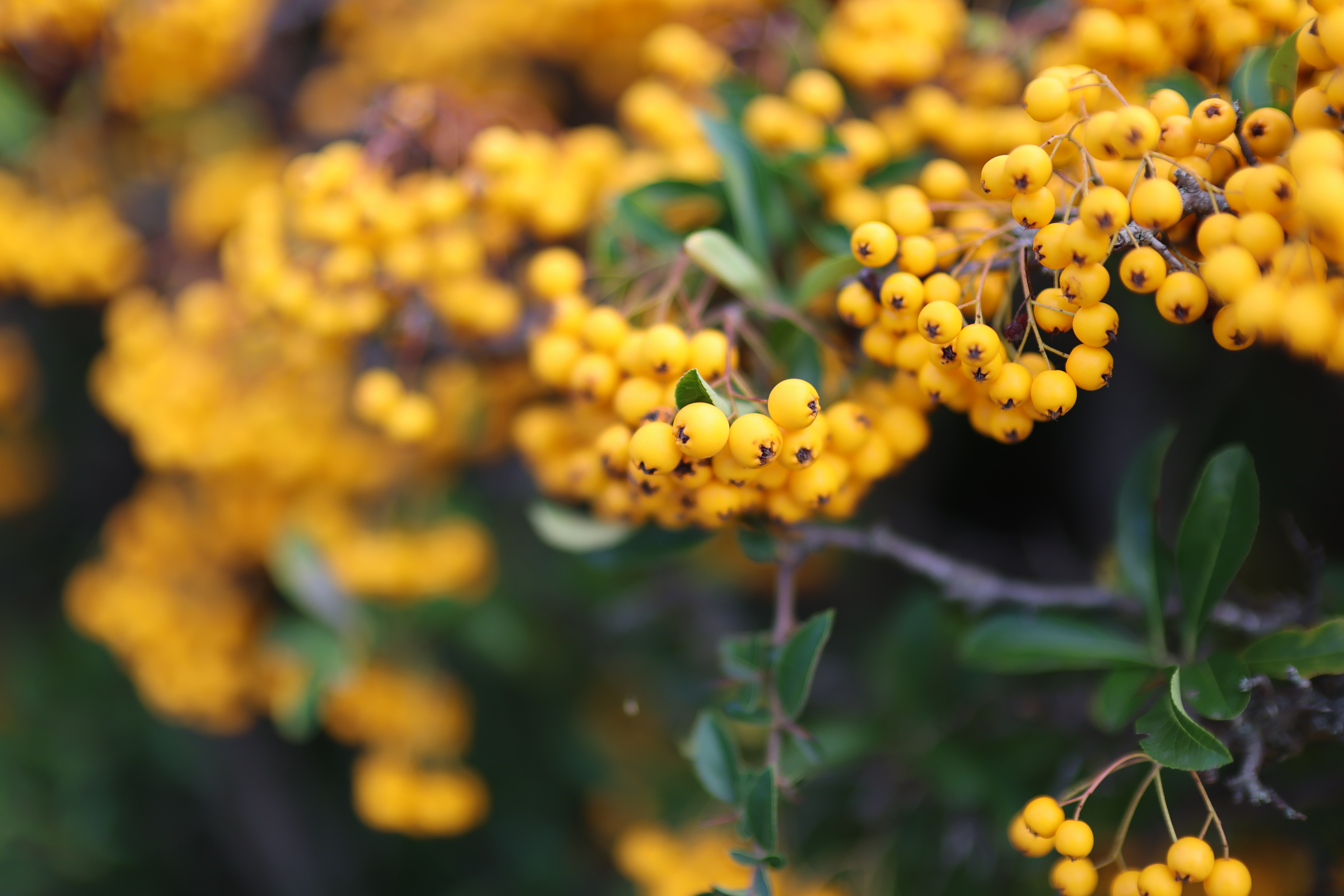 Sample image taken on the Canon RF 45mm f/1.2 STM