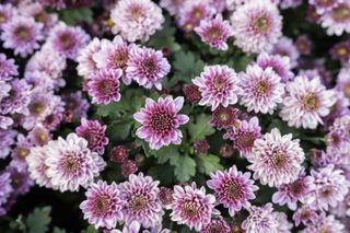 A close-up of pink chrysanthemums