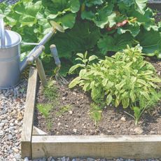 Vegetables and and fennel growing in wooden raised vegetable bed on gravel area in garden next to metal watering can