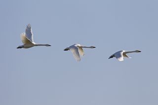 Three tundra swans take flight with blue sky in the background